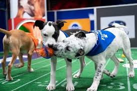 Puppy Bowl: What time and channel is the on today| .com/adopt