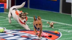 Puppy Bowl: What time and channel is the on today| .com/adopt